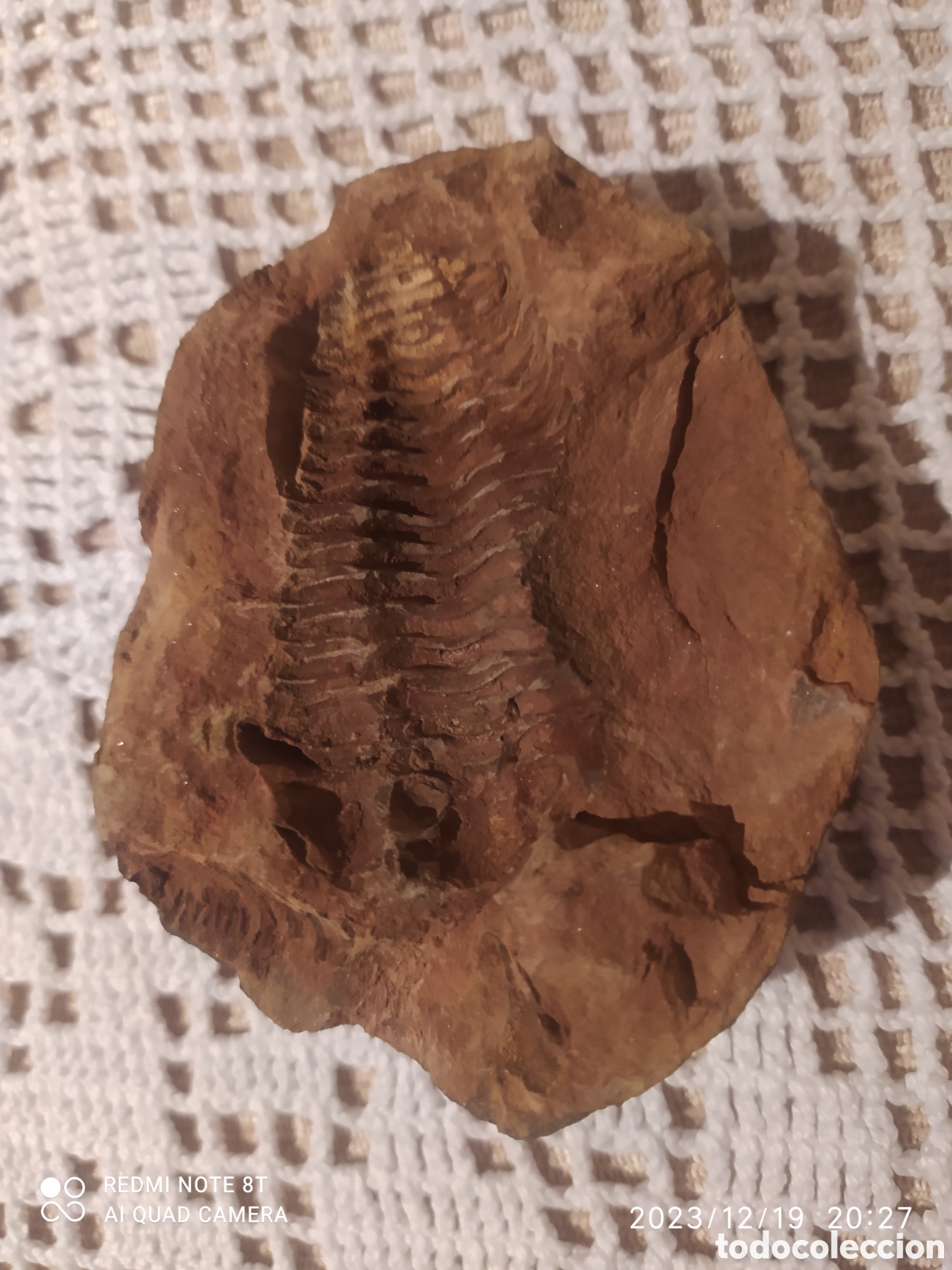 Coleccionismo de f&oacute;siles: Asaphus fosil - Foto 3