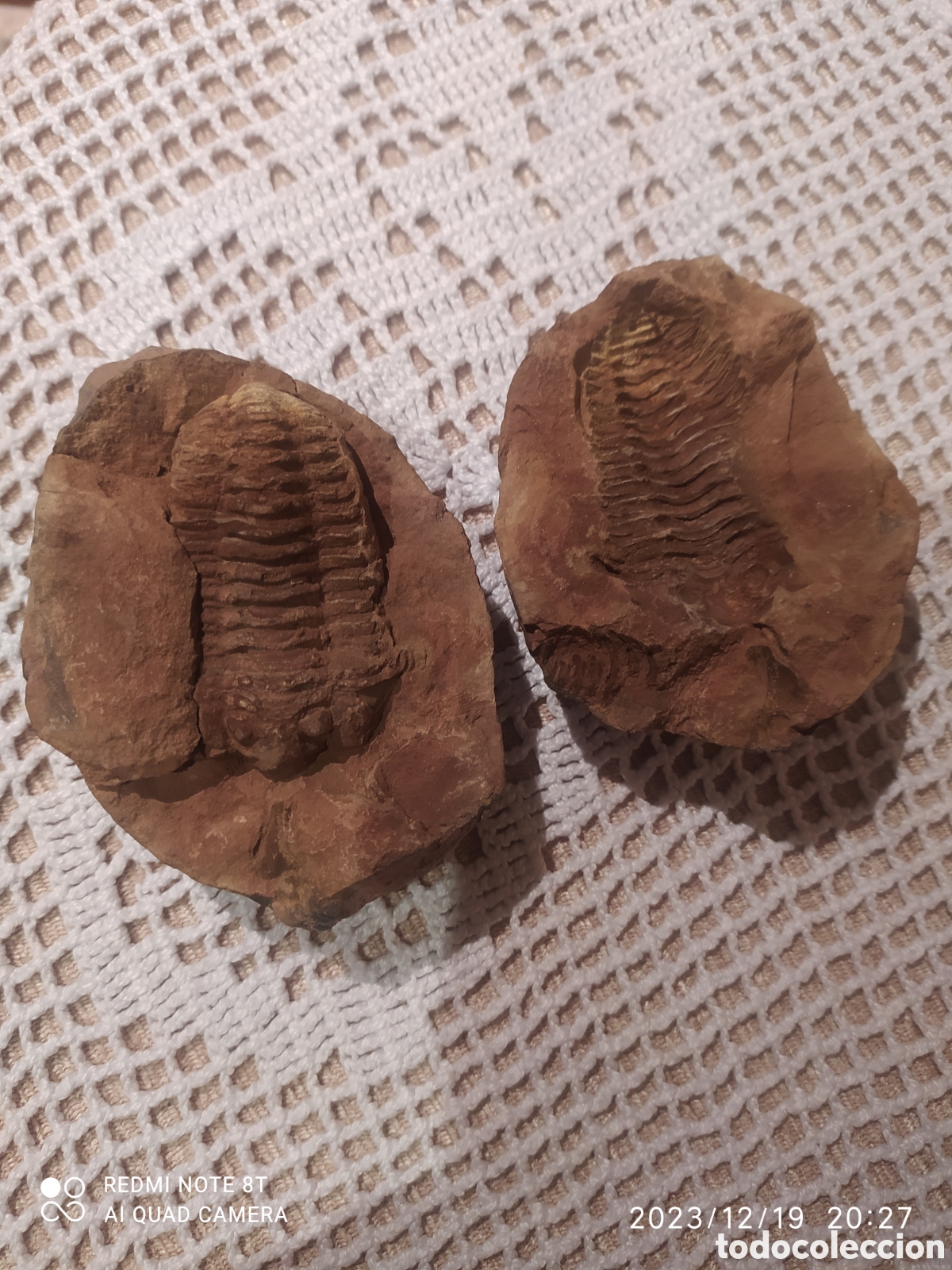 Coleccionismo de f&oacute;siles: Asaphus fosil - Foto 1
