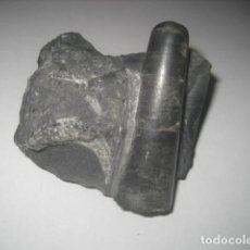 Coleccionismo de fósiles: CEFALOPODO FOSIL EN MATRIZ. ORMOCERAS, SILURICO. ESPAÑA. PALEONTOLOGIA