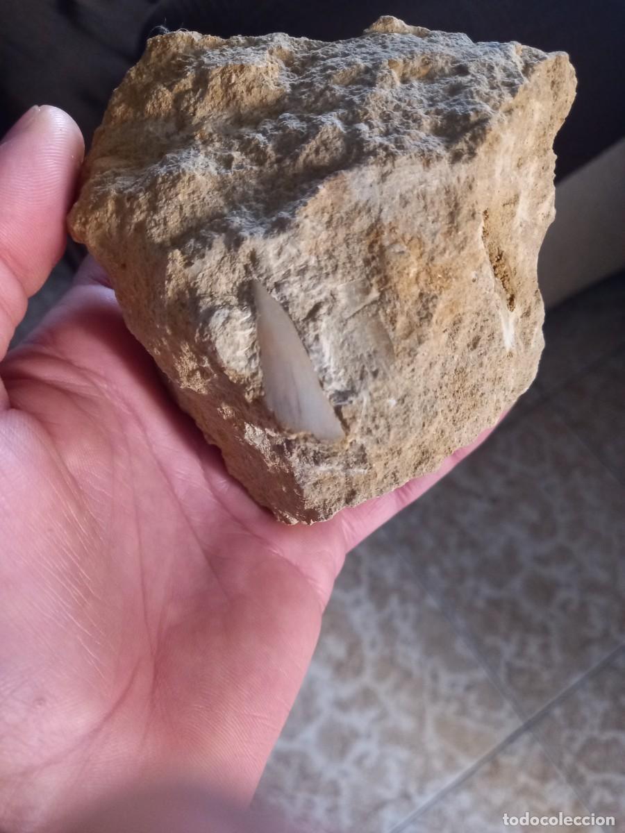Coleccionismo de f&oacute;siles: Fosiles diente isurus hastalis - Foto 1