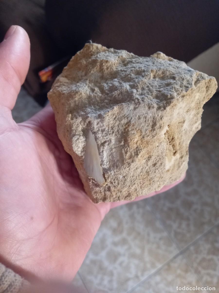 Coleccionismo de f&oacute;siles: Fosiles diente isurus hastalis - Foto 2