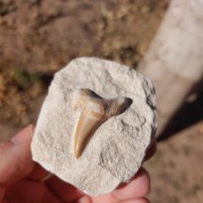 Coleccionismo de fósiles: DIENTE DE TIBURÓN FÓSIL OTODUS OBLIQUUS DE MARRUECOS CON MATRIZ