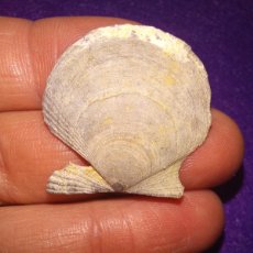 Coleccionismo de fósiles: FOSILES - BIVALVO FOSIL PALLIOLUM EXCISUM - PLIOCENO