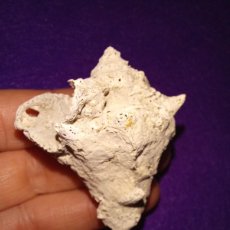 Coleccionismo de fósiles: FOSILES - GASTEROPODO FOSIL MELONGENA LAINEI - MIOCENO