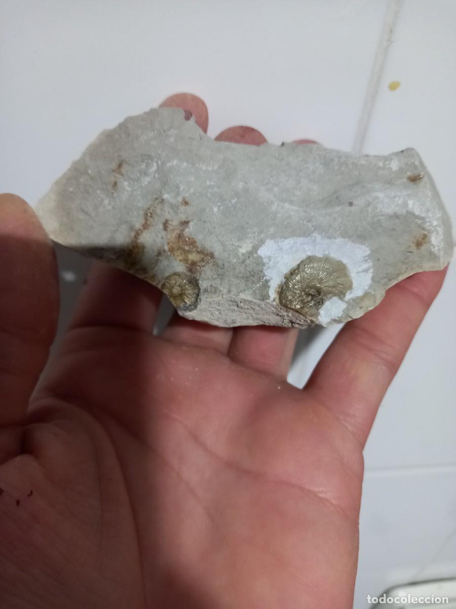 Coleccionismo de f&oacute;siles: Fosiles Lyticoceras cryptoceras - Foto 1