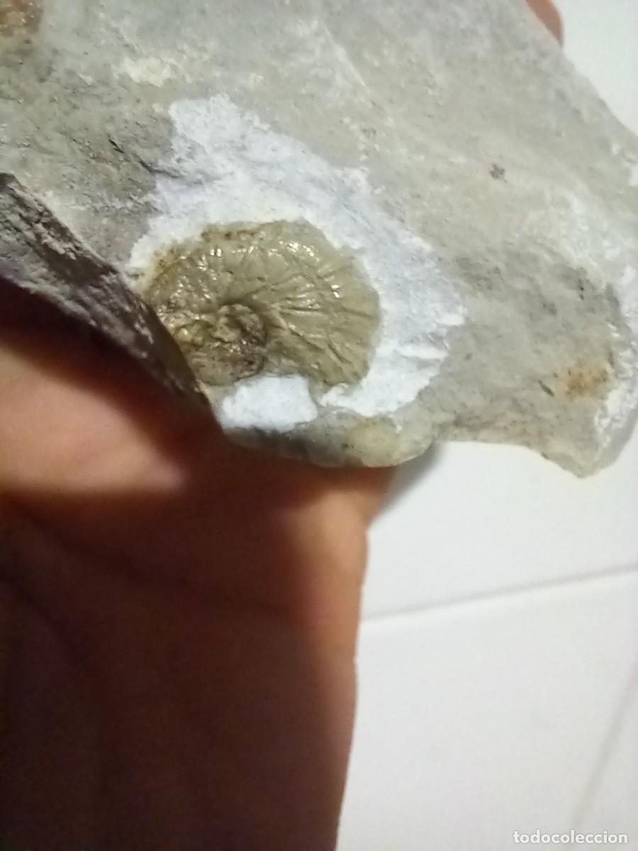 Coleccionismo de f&oacute;siles: Fosiles Lyticoceras cryptoceras - Foto 2