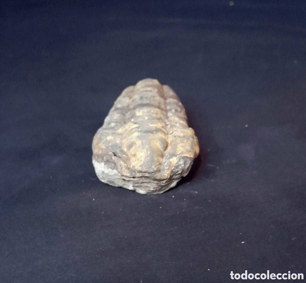 Coleccionismo de f&oacute;siles: F&oacute;sil de Trilobites. - Foto 5