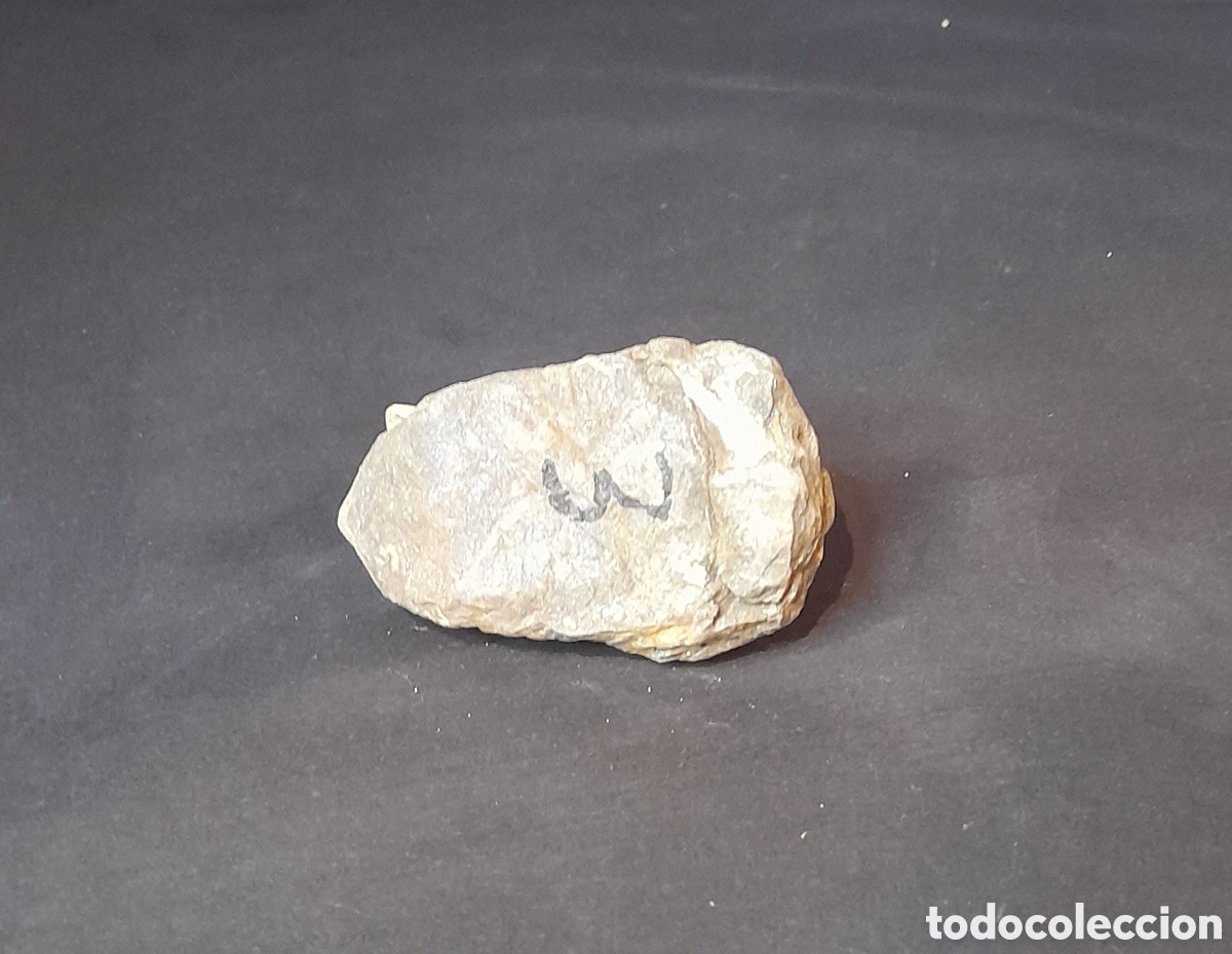 Coleccionismo de f&oacute;siles: F&oacute;sil de Trilobites. - Foto 3