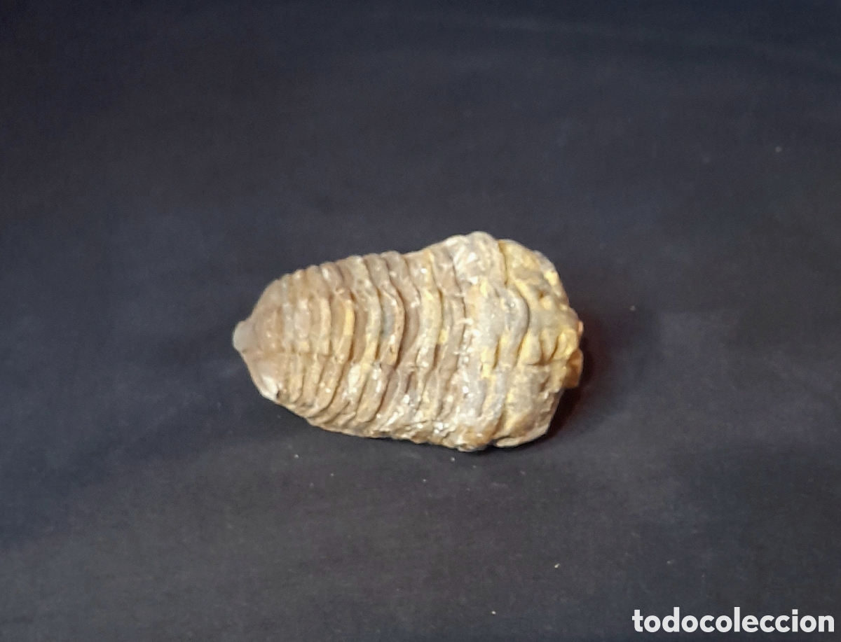 Coleccionismo de f&oacute;siles: F&oacute;sil de Trilobites. - Foto 2