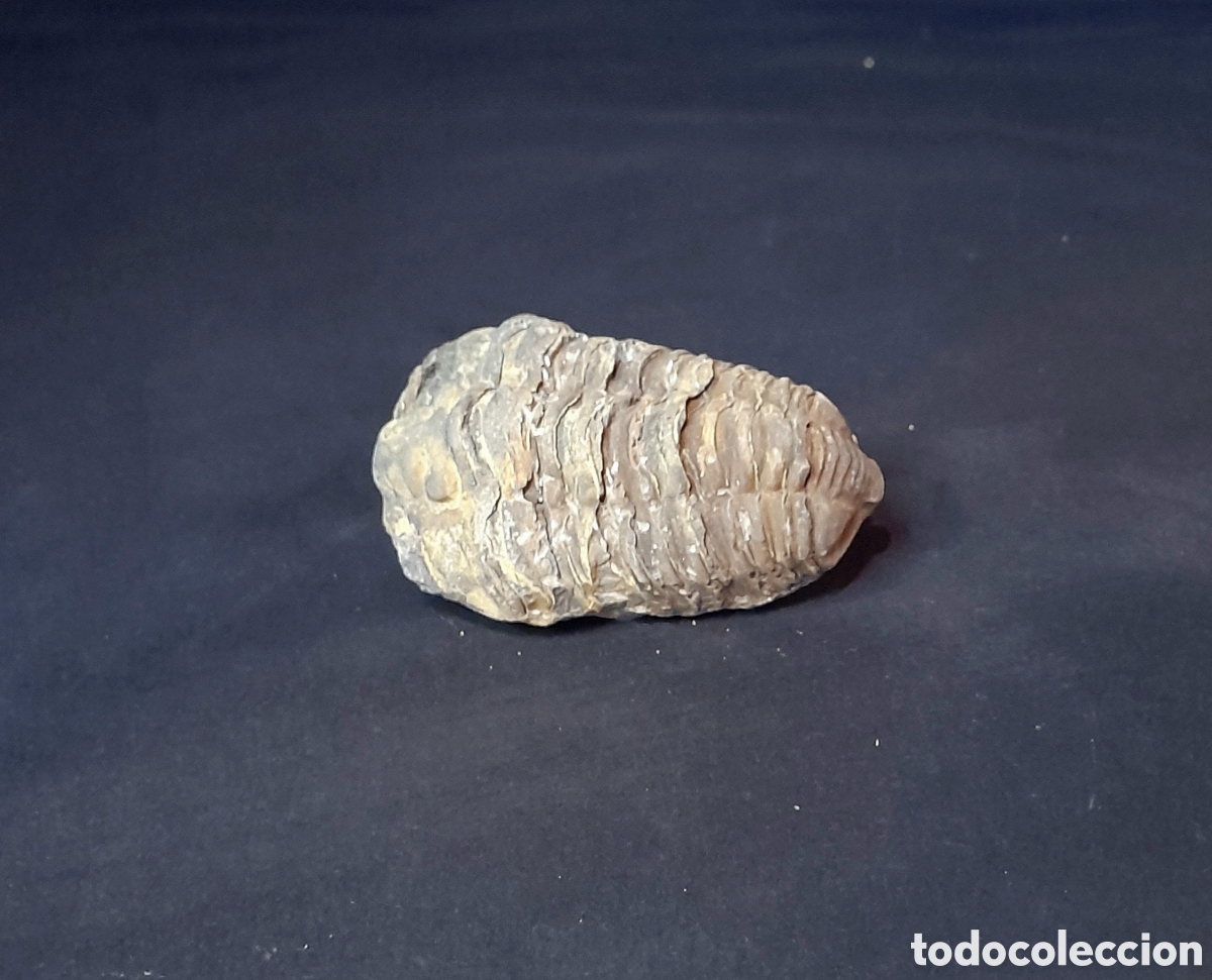 Coleccionismo de f&oacute;siles: F&oacute;sil de Trilobites. - Foto 1
