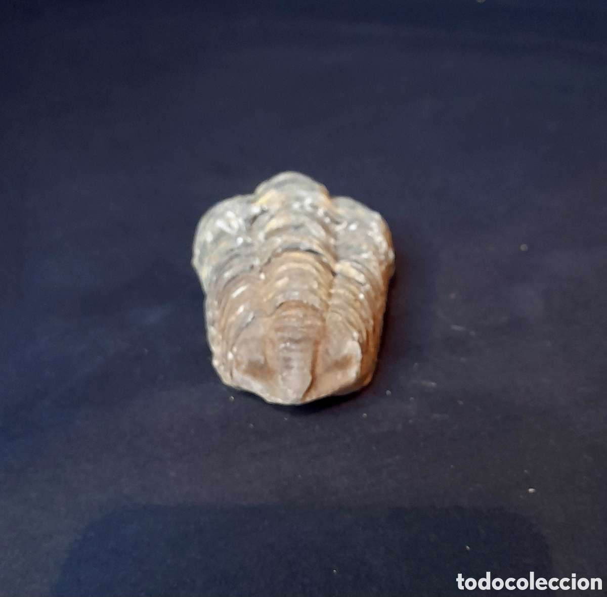 Coleccionismo de f&oacute;siles: F&oacute;sil de Trilobites. - Foto 4
