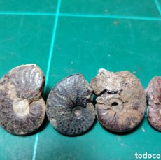Coleccionismo de fósiles: AMMONITES FOSILES. JURÁSICO. ALEMANIA.