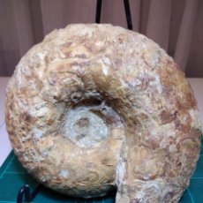 Coleccionismo de fósiles: AMMONITES FOSIL GRAVESIA GIGAS. JURÁSICO. FRANCIA.