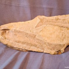 Collezionismo di fossili: PEZ FOSIL THARRIAS ARAPIPIS,CRETÁCEO INFERIOR (DOS PECES, UNO DE ELLOS INCOMPLETO).