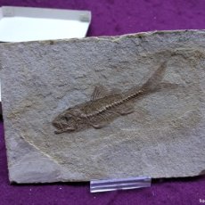 Collezionismo di fossili: PEZ O ANIMAL ACUÁTICO FOSILIZADO, DAPALIS MACRURUS, ALPES, FRANCIA, UNOS 9 CMS. EL PEZ