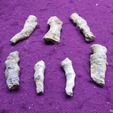 Collezionismo di fossili: DEVÓNICO, SÁHARA, LOTE DE CORALES FÓSILES, UNOS 8 CMS. DE LARGO
