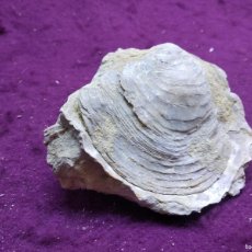 Collezionismo di fossili: OSTRA FÓSIL CON BALANUS INCRUSTADOS, UNOS 11 X 10 X 4 CMS.