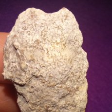 Coleccionismo de fósiles: FOSILES - BRIOZOO FOSIL - EOCENO