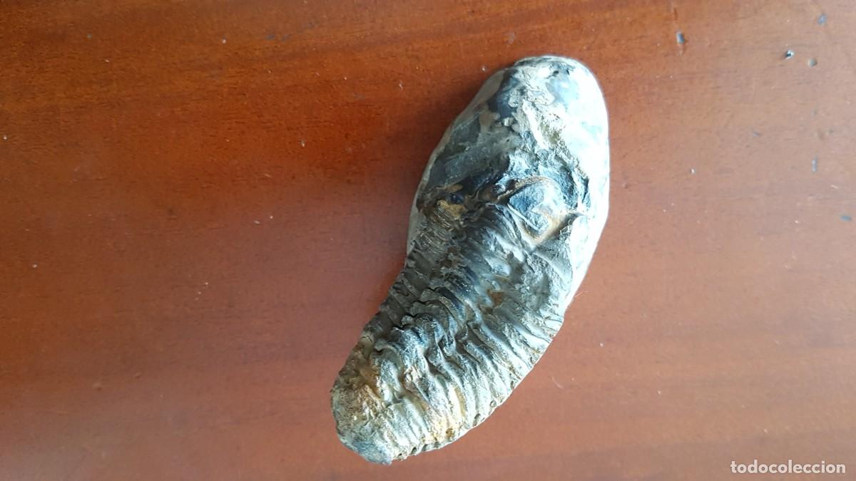 Coleccionismo de f&oacute;siles: Trilobites Phacops - Foto 1