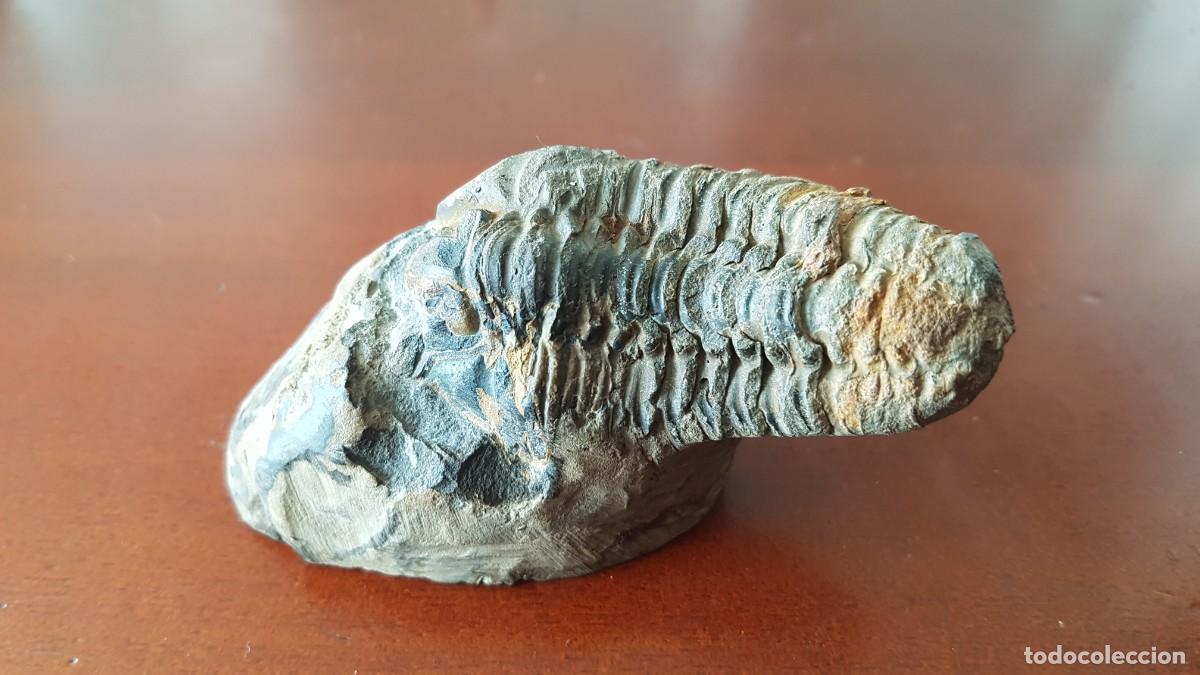 Coleccionismo de f&oacute;siles: Trilobites Phacops - Foto 2