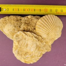Coleccionismo de fósiles: MATRIZ CON CHLAMYS OPERCULARI Y OSTREAS FOSIL