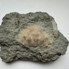 Coleccionismo de fósiles: CANGREJO FOSIL - (FOSSIL CRAB) - ZANTHOPSIS DUFOURI - YPRESIENSE