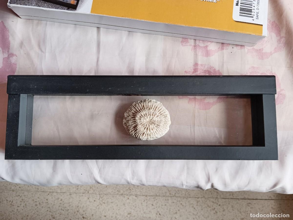 Coleccionismo de f&oacute;siles: AMONITE CON EL EXPOSITOR FLOTANTE - Foto 5