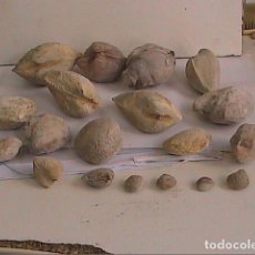 Coleccionismo de fósiles: LOTE COLECCIÓN DE 19 FOSILES MOLUSCO BIVALVOS. ARAGÓN.
