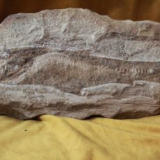 Coleccionismo de fósiles: PEZ FOSIL THARRIAS ARAPIPIS,CRETÁCEO INFERIOR (INCOMPLETO).
