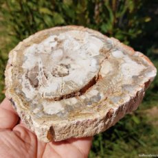 Coleccionismo de fósiles: XILÓPALO MADERA FOSILIZADA DE MADAGASCAR 15,5CM
