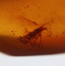 Coleccionismo de fósiles: 100 MILL. YEARS OLD BURMITE AMBER WITH FLY