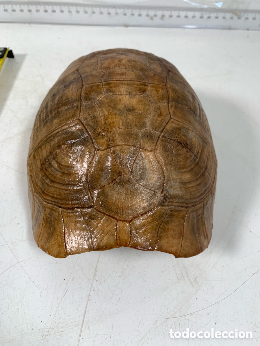Coleccionismo de f&oacute;siles: 01_ Concha de tortuga - Foto 2
