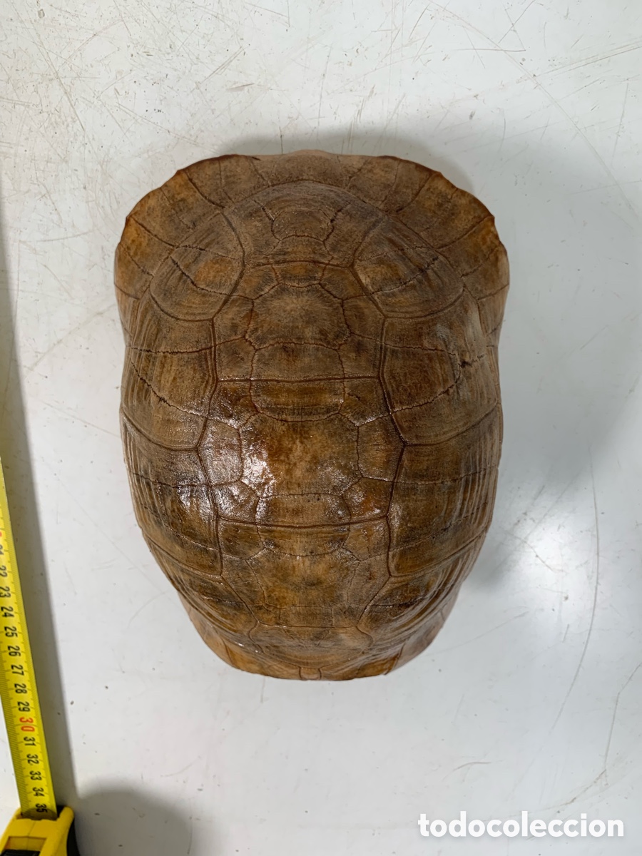 Coleccionismo de f&oacute;siles: 01_ Concha de tortuga - Foto 3