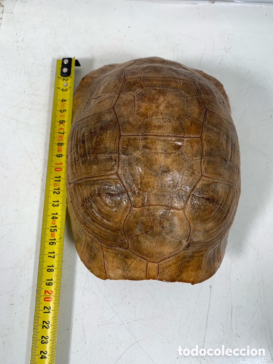 Coleccionismo de f&oacute;siles: 01_ Concha de tortuga - Foto 5