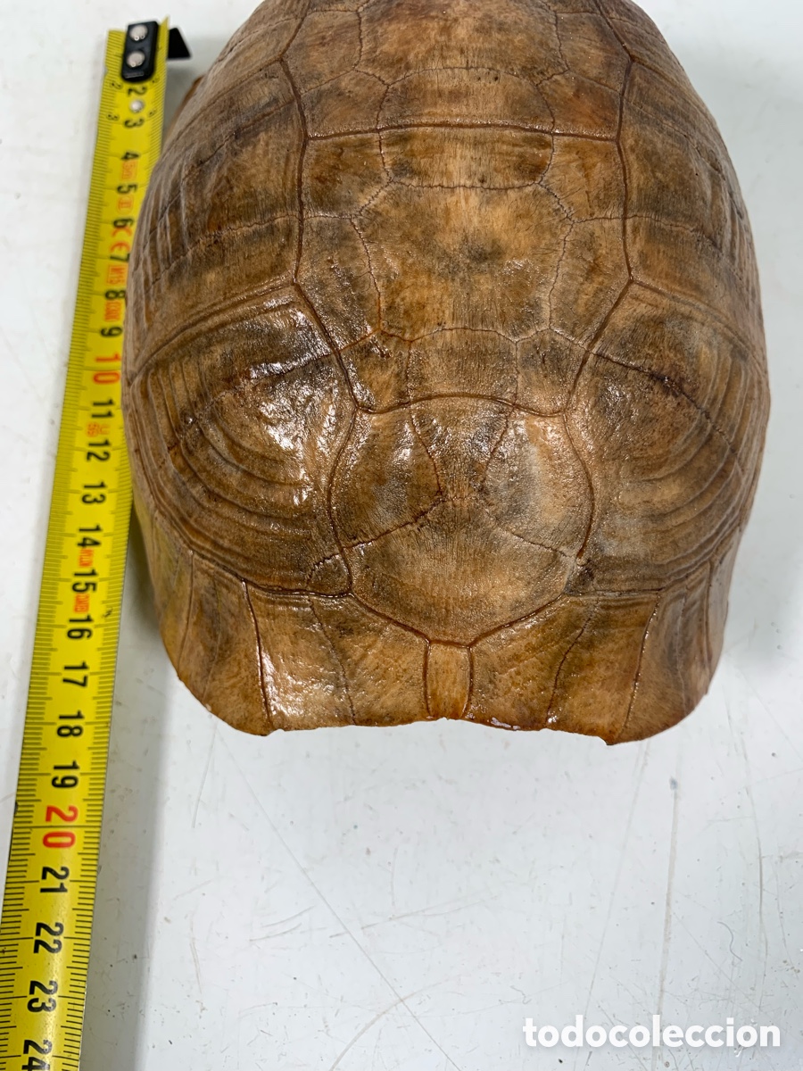 Coleccionismo de f&oacute;siles: 01_ Concha de tortuga - Foto 6