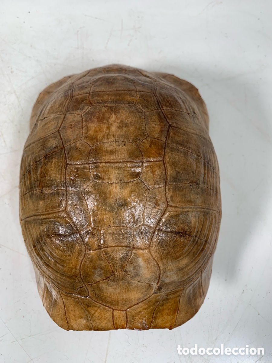 Coleccionismo de f&oacute;siles: 01_ Concha de tortuga - Foto 7