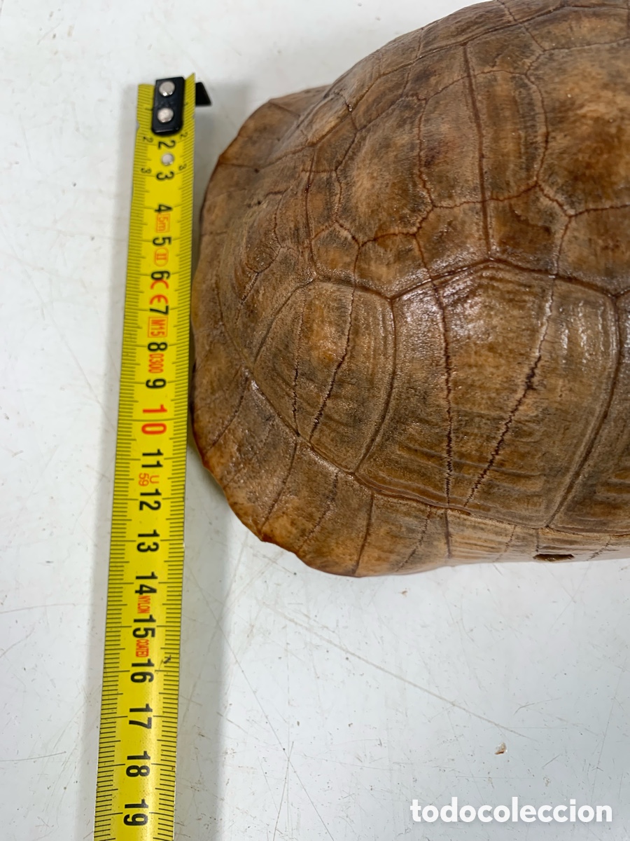 Coleccionismo de f&oacute;siles: 01_ Concha de tortuga - Foto 8