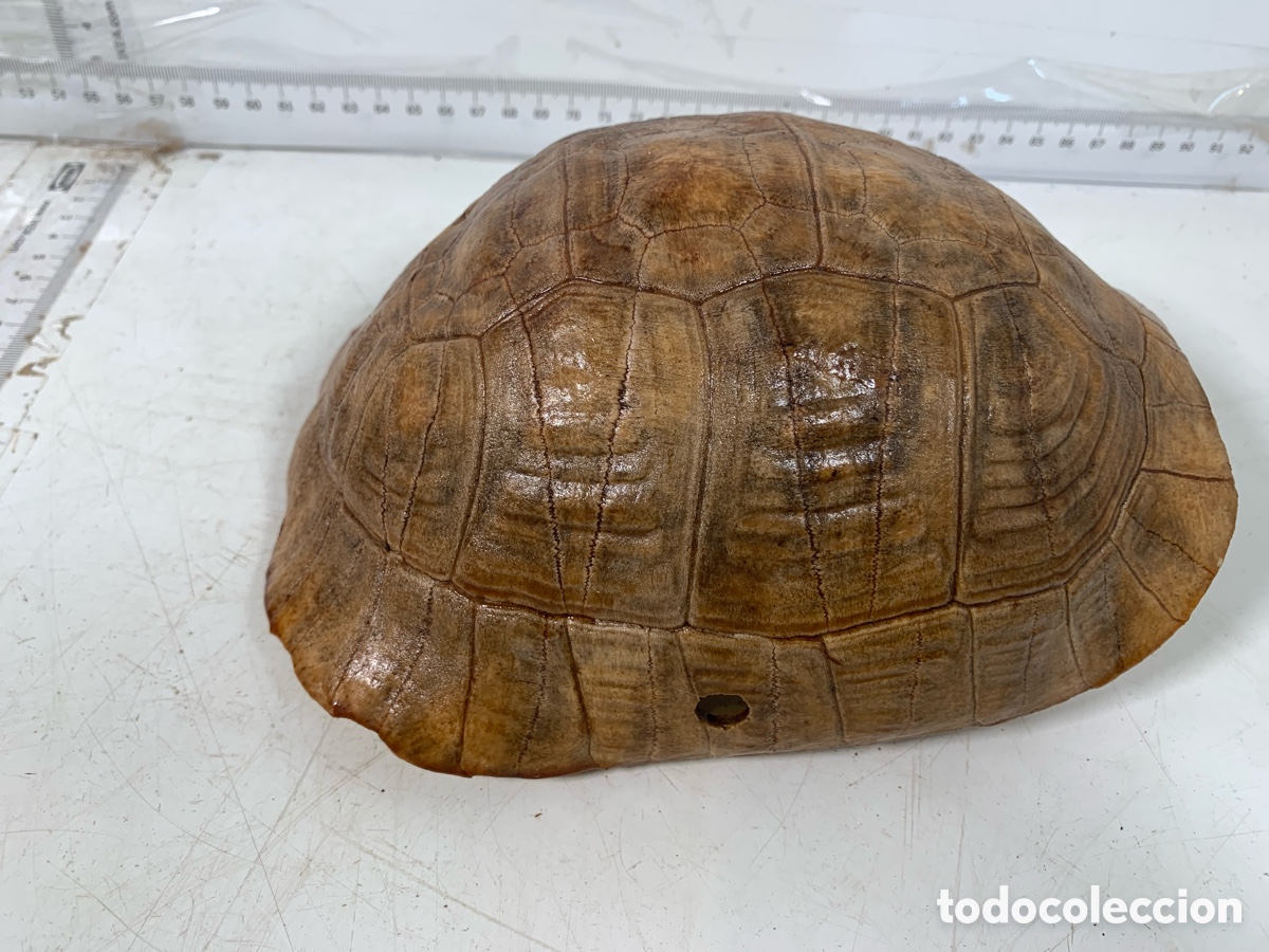 Coleccionismo de f&oacute;siles: 01_ Concha de tortuga - Foto 9
