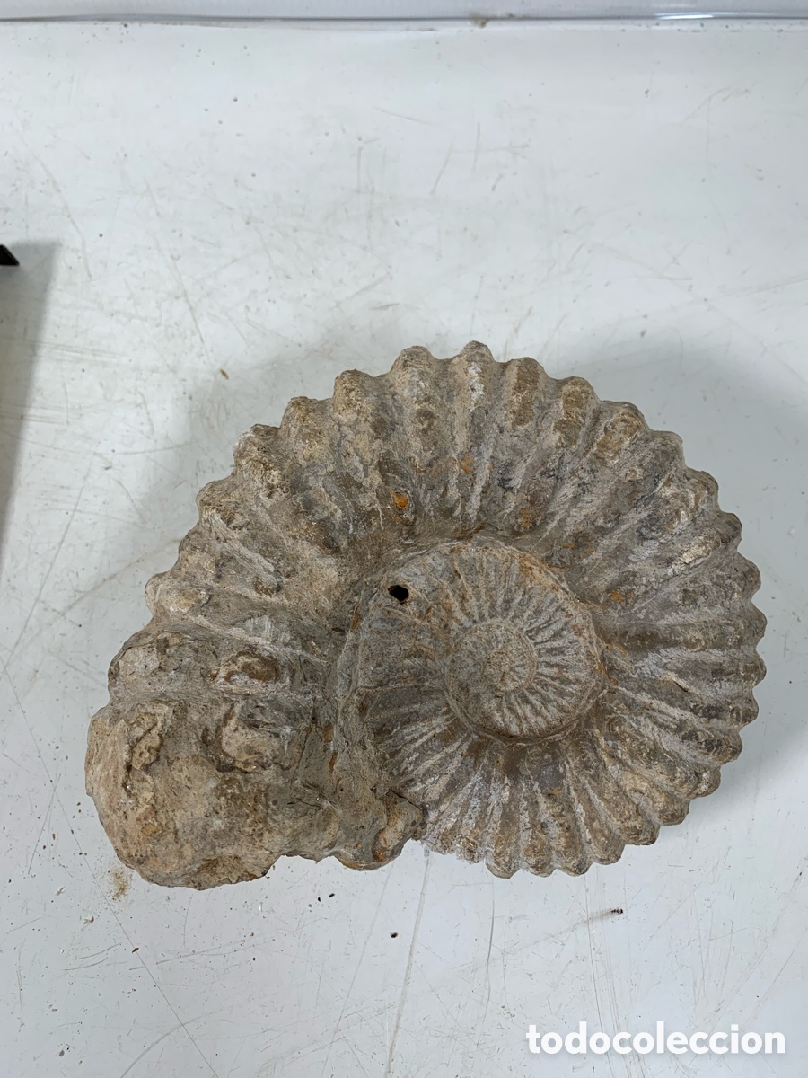 Coleccionismo de f&oacute;siles: 01_ antiguo Ammonites - Foto 2