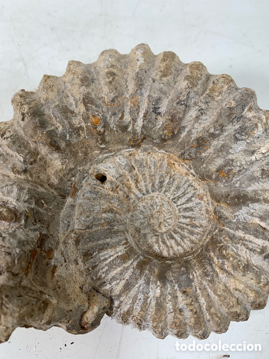 Coleccionismo de f&oacute;siles: 01_ antiguo Ammonites - Foto 3