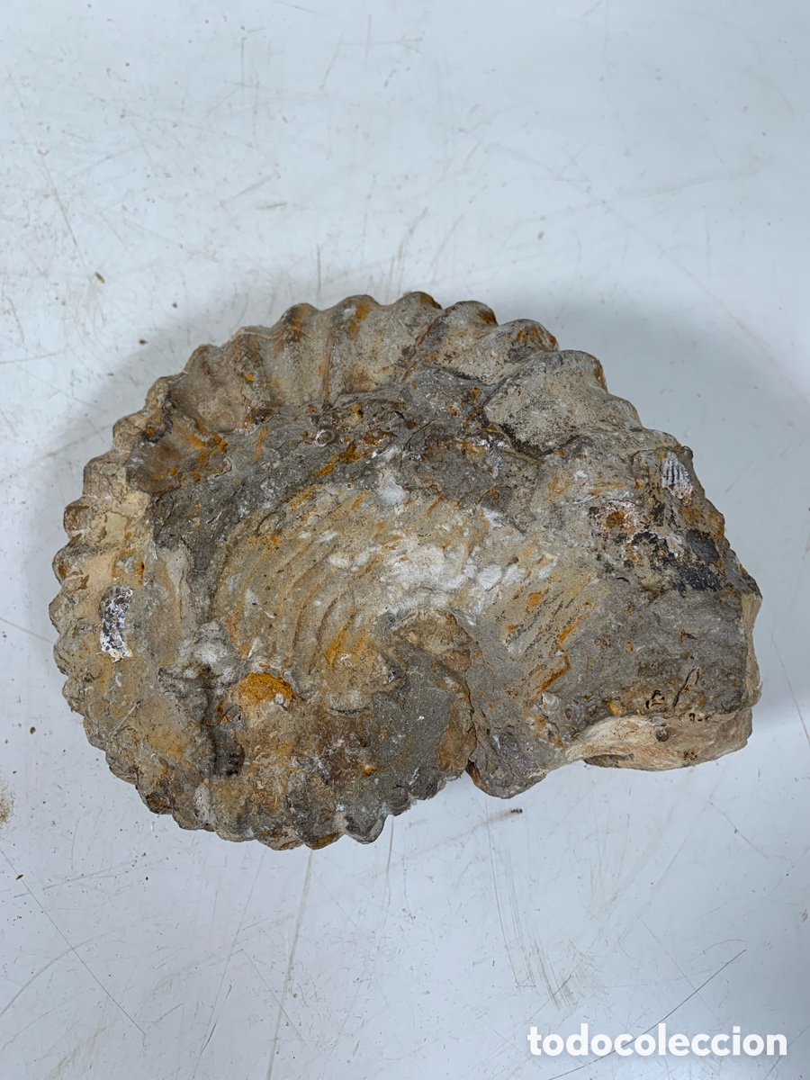 Coleccionismo de f&oacute;siles: 01_ antiguo Ammonites - Foto 4