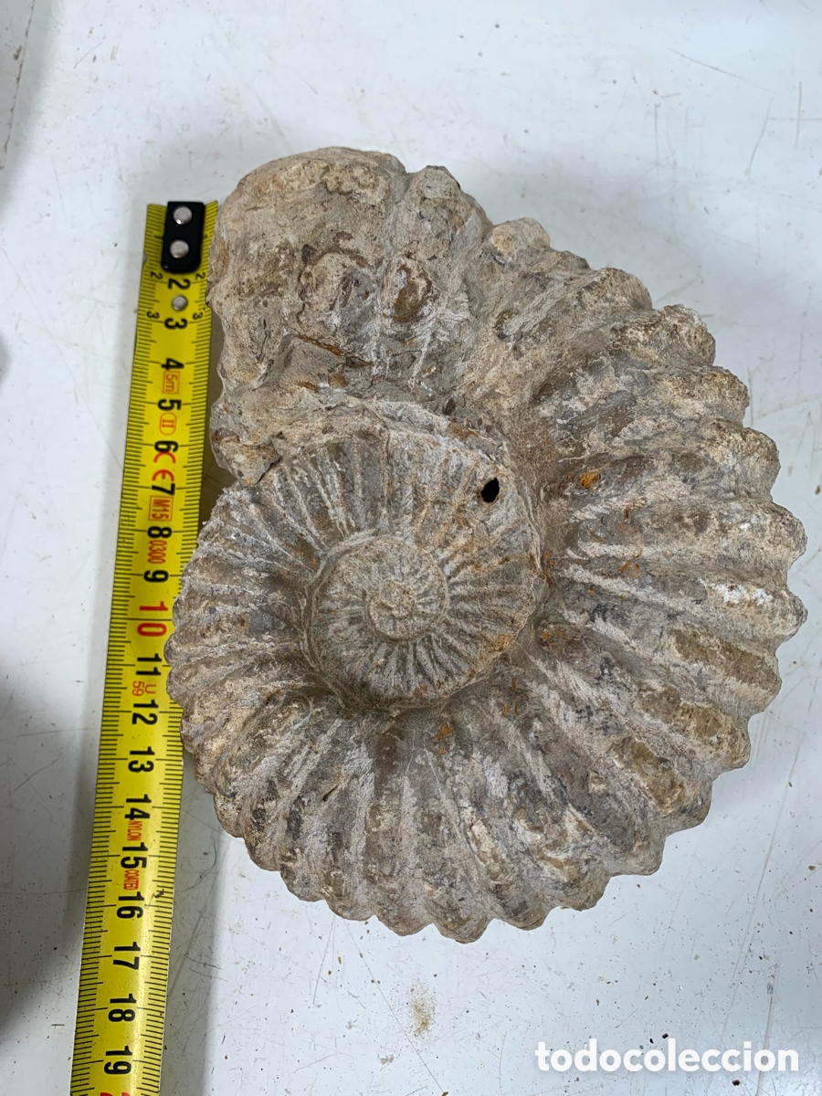 Coleccionismo de f&oacute;siles: 01_ antiguo Ammonites - Foto 5