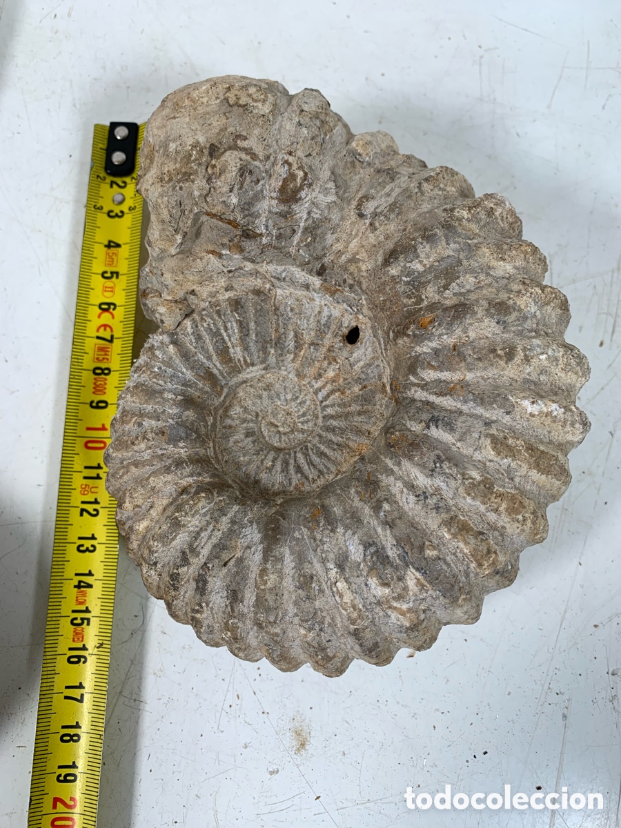 Coleccionismo de f&oacute;siles: 01_ antiguo Ammonites - Foto 6