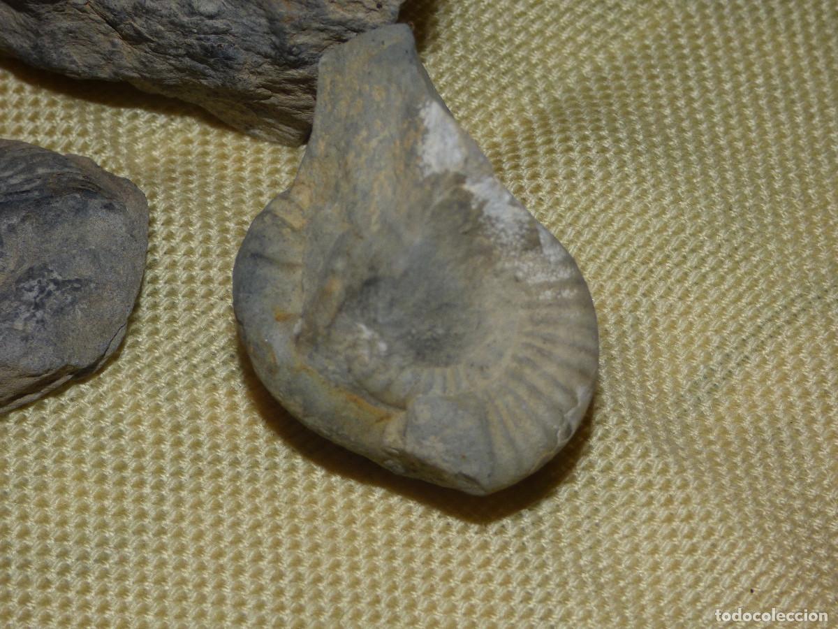 Coleccionismo de f&oacute;siles: Fosil de amonites,en su matriz. - Foto 2