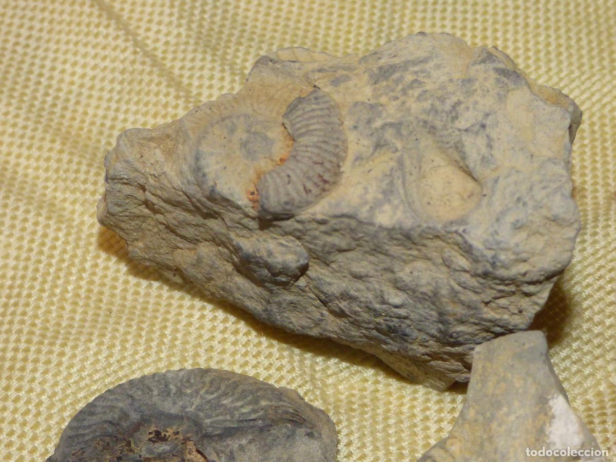 Coleccionismo de f&oacute;siles: Fosil de amonites,en su matriz. - Foto 3
