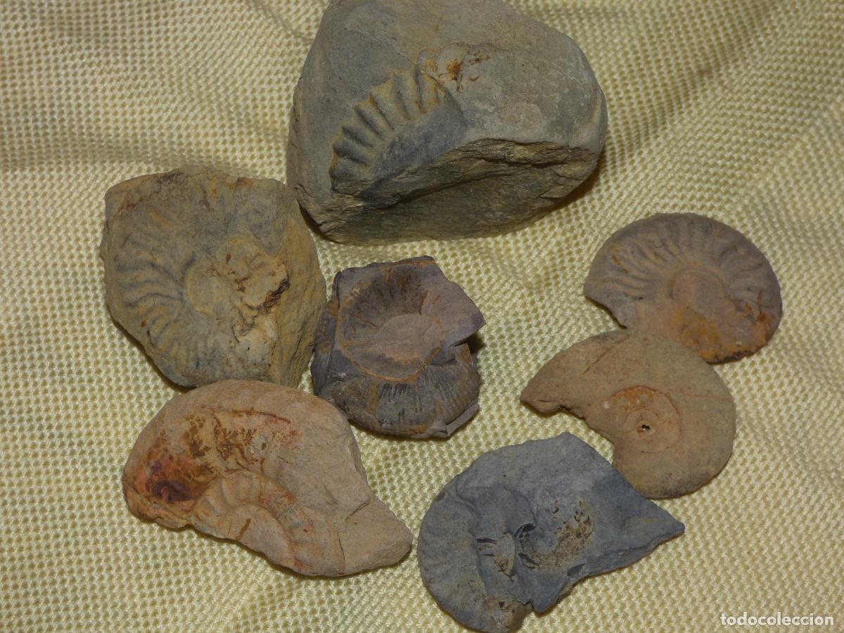 Coleccionismo de f&oacute;siles: Fosil amonites,fragmentos. - Foto 1