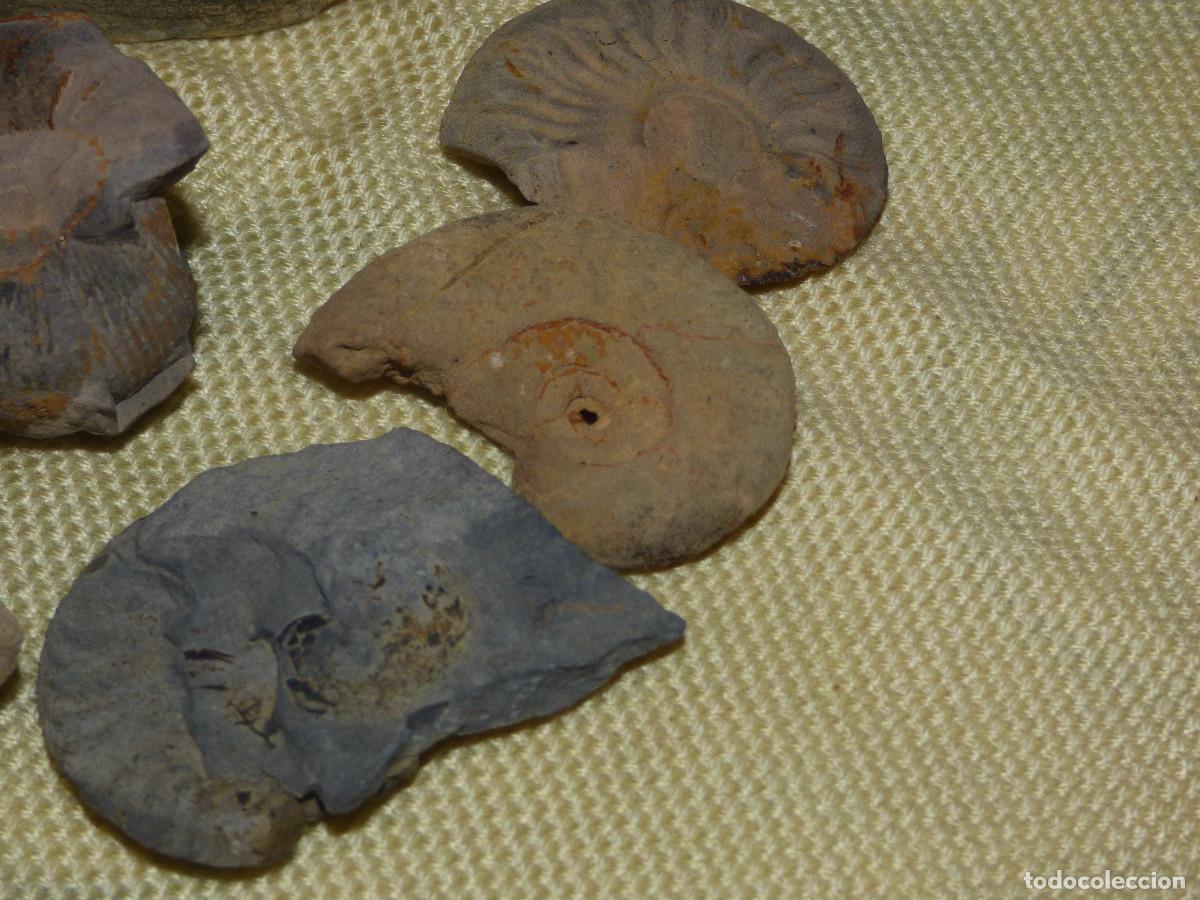 Coleccionismo de f&oacute;siles: Fosil amonites,fragmentos. - Foto 2