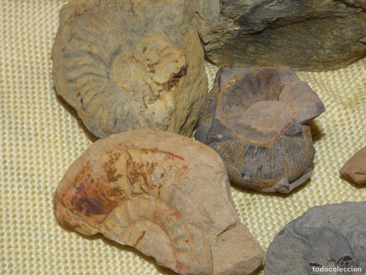 Coleccionismo de f&oacute;siles: Fosil amonites,fragmentos. - Foto 3