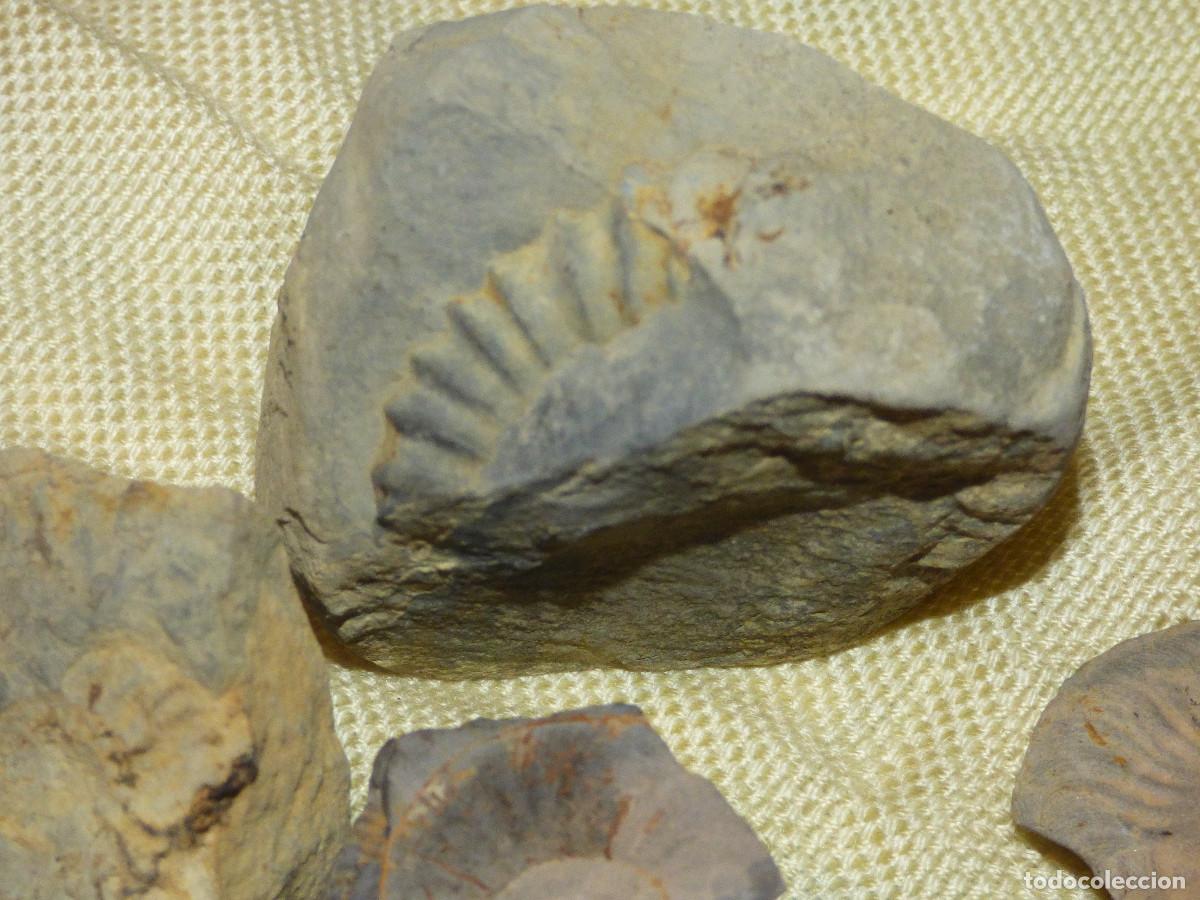 Coleccionismo de f&oacute;siles: Fosil amonites,fragmentos. - Foto 4