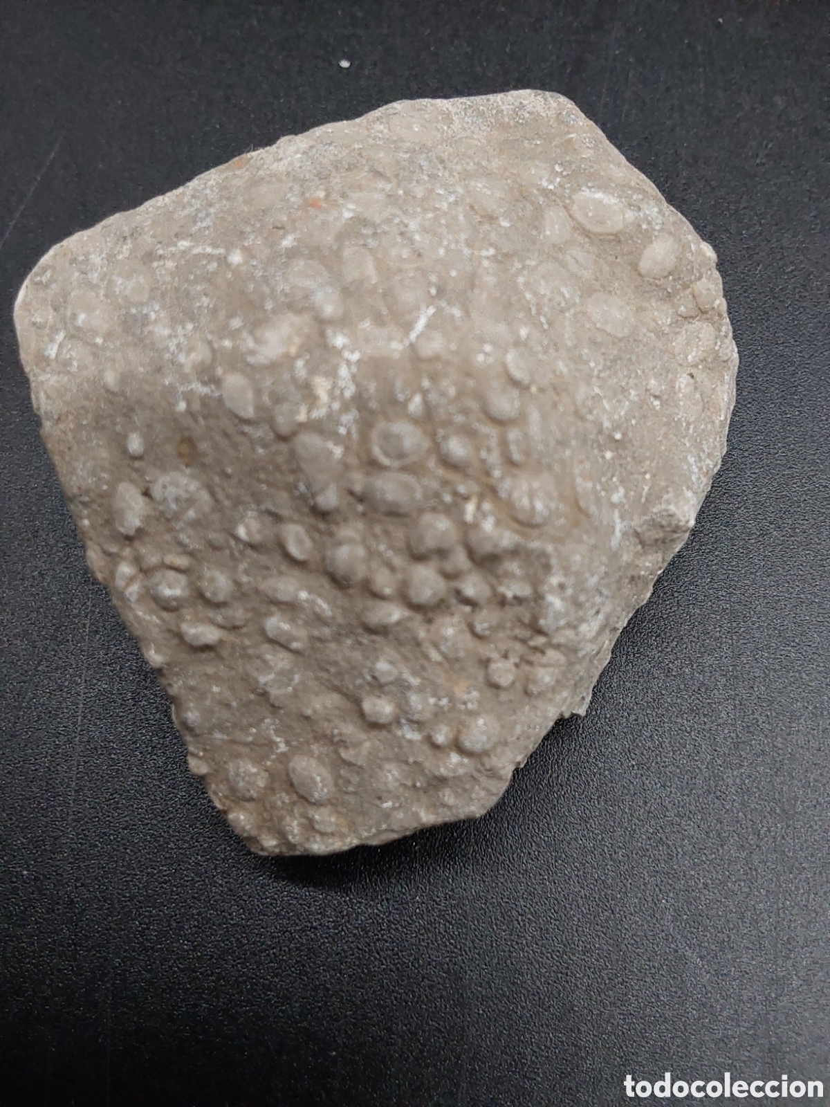 Coleccionismo de f&oacute;siles: Peculiar coral de eoceno - Foto 2